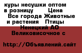 куры несушки.оптом 160 в розницу 200 › Цена ­ 200 - Все города Животные и растения » Птицы   . Ненецкий АО,Великовисочное с.